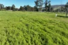 2312 Wymah Road, Wymah, NSW 2640-Image