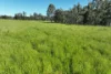 2312 Wymah Road, Wymah, NSW 2640-Image