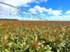 2330 Dalby Cooyar Road, Kaimkillenbun, Qld 4406-Image