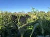 2330 Dalby Cooyar Road, Kaimkillenbun, Qld 4406-Image
