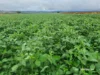 2335 Glenesk Road, Delungra, NSW 2403-Image