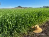 2335 Glenesk Road, Delungra, NSW 2403-Image