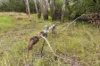 242 Reidy's Road, Wooroonden, Qld 4605-Image