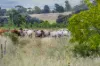 242 Reidy's Road, Wooroonden, Qld 4605-Image