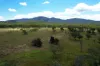 247 Glenprairie Road, Marlborough, Qld 4705-Image