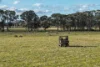 248 Houplines Road, Peak Hill, NSW 2869-Image