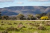 248 Houplines Road, Peak Hill, NSW 2869-Image