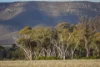 248 Houplines Road, Peak Hill, NSW 2869-Image