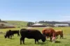 25 Greens Creek Road, Sassafras TAS 7307-Image