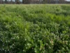 253 Clear Creek Road, Byawatha, Vic 3678-Image