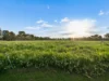 253 Clear Creek Road, Byawatha, Vic 3678-Image