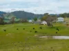 2543 Westbrook Road, Oberne Creek NSW 2650-Image