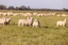 25858 Princes Highway, Clay Wells, SA 5280-Image