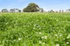 25858 Princes Highway, Clay Wells, SA 5280-Image