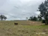 2591 Elsmore Road, Inverell, NSW 2360-Image