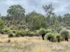 2591 Elsmore Road, Inverell, NSW 2360-Image