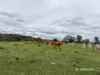 2591 Elsmore Road, Inverell, NSW 2360-Image