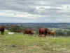 2591 Elsmore Road, Inverell, NSW 2360-Image