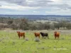 2591 Elsmore Road, Inverell, NSW 2360-Image