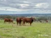 2591 Elsmore Road, Inverell, NSW 2360-Image