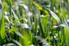 267 Gap Hall-Coolamon Road, Downside, NSW 2650-Image