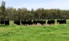 2796 Wangaratta-Yarrawonga Road, Peechelba, Vic 3678