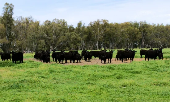 2796 Wangaratta-Yarrawonga Road, Peechelba, Vic 3678