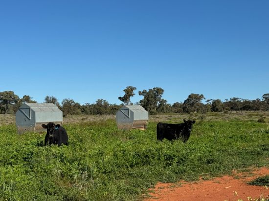 2823, Hermidale NSW 2831-Image
