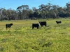 2823, Hermidale NSW 2831-Image