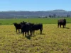 2824 Neilrex Road, Coolah NSW 2843-Image