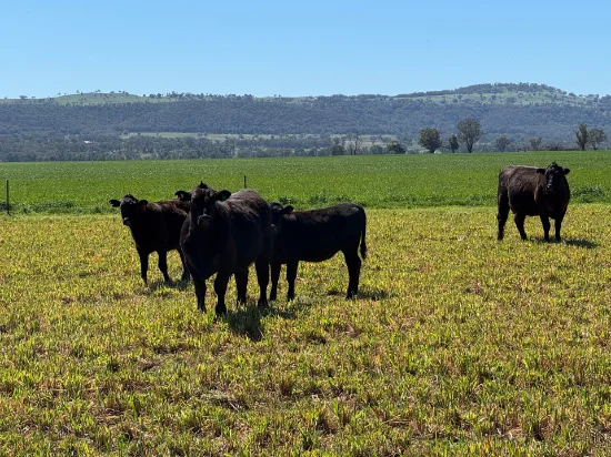 2824 Neilrex Road, Coolah NSW 2843-Image