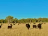 2824 Neilrex Road, Coolah NSW 2843-Image