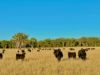 2824 Neilrex Road, Coolah NSW 2843-Image