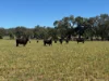 2824 Neilrex Road, Coolah NSW 2843-Image