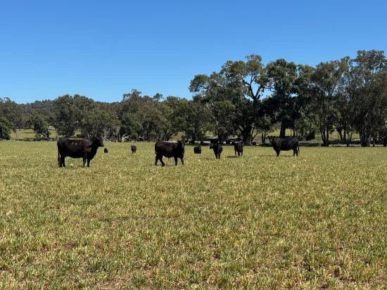 2824 Neilrex Road, Coolah NSW 2843-Image