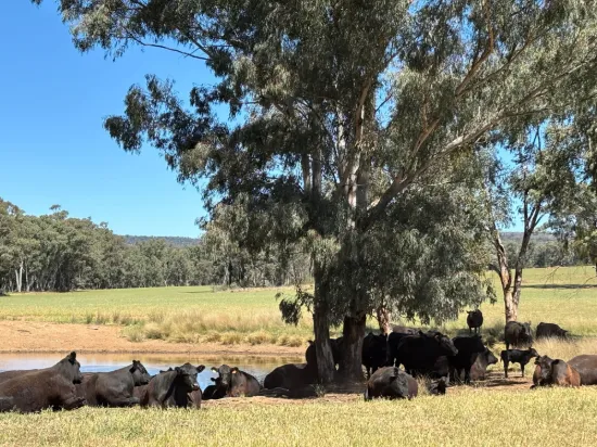 2824 Neilrex Road, Coolah NSW 2843-Image