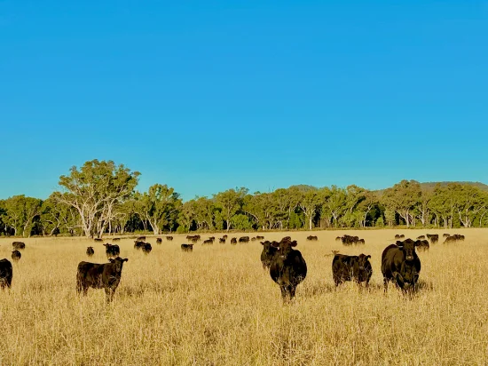 2824 Neilrex Road, Coolah NSW 2843-Image