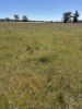 2824 Neilrex Road, Coolah NSW 2843-Image