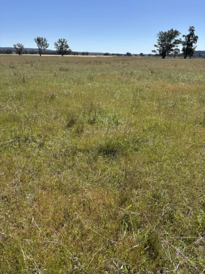 2824 Neilrex Road, Coolah NSW 2843-Image