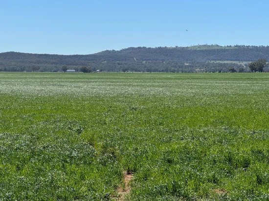 2824 Neilrex Road, Coolah NSW 2843-Image