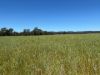 2824 Neilrex Road, Coolah NSW 2843-Image