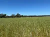 2824 Neilrex Road, Coolah NSW 2843-Image