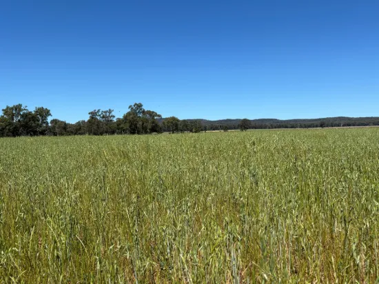 2824 Neilrex Road, Coolah NSW 2843-Image