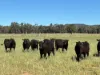 2824 Neilrex Road, Coolah NSW 2843-Image