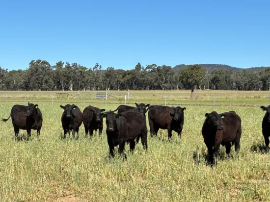 2824 Neilrex Road, Coolah NSW 2843-Image