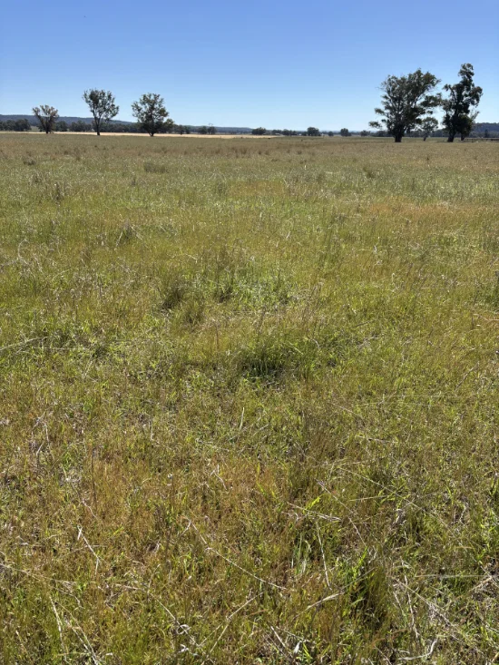 2824 Neilrex Road, Coolah NSW 2843-Image