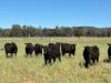 2824 Neilrex Road, Coolah NSW 2843-Image