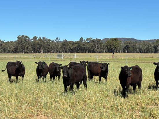 2824 Neilrex Road, Coolah NSW 2843-Image