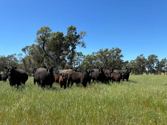2824 Neilrex Road, Coolah NSW 2843-Image