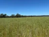 2824 Neilrex Road, Coolah NSW 2843-Image